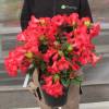 Rododendro vermelho 'Elisabeth'