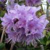 Rododendro roxo 'Penheale Blue'