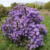 Rododendro roxo 'Penheale Blue'