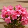 Rododendro rosa 'Winsome'