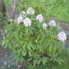 Rododendro branco 'Calsap'