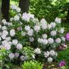 Rododendro branco 'Calsap'