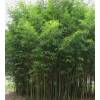 Bambu Phyllostachys aurea