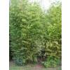 Bambu Phyllostachys aurea