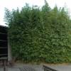 Bambu Phyllostachys aurea