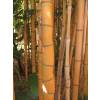 Bambu Phyllostachys aurea H