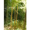 Bambu Phyllostachys aurea H