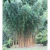 Bambu Phyllostachys aurea H
