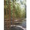 Bambu Phyllostachys aurea H