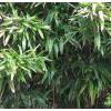 Bambu Indocalamus latifolius
