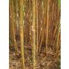 Bambu Phyllostachys aurea Koi