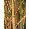 Bambu Phyllostachys aurea Koi