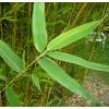 Bambu Phyllostachys aurea Koi