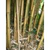 Bambu Phyllostachys aurea Koi