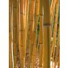 Bambu Phyllostachys aureo. Spect