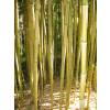 Bambu Phyllostachys aureo. Spect