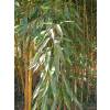 Bambu Phyllostachys aureo. Spect