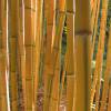 Bambu Phyllostachys aureo. Spect