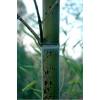 Bambu Phyllostachys b. Tanakae