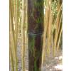 Bambu Phyllostachys nigra boryana