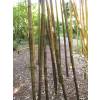 Bambu Phyllostachys nigra boryana