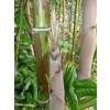 Bambu Phyllostachys nigra boryana