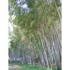 Bambu Phyllostachys nigra boryana