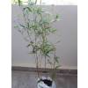 Bambu Phyllostachys nigra boryana