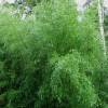 Bambu Phyllostachys nigra henonis