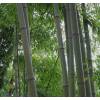 Bambu Phyllostachys nigra henonis