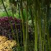 Bambu Phyllostachys nigra henonis