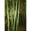 Bambu Phyllostachys viridis