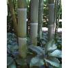 Bambu Phyllostachys viridis