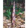 Bambu Phyllostachys decora