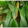 Bambu Phyllostachys decora