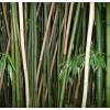 Bambu Phyllostachys decora