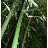 Bambu Phyllostachys decora