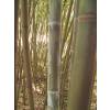 Bambu Phyllostachys glauca