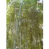 Bambu Phyllostachys glauca