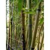 Bambu Phyllostachys glauca yunz