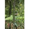 Bambu Phyllostachys glauca yunz