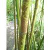 Bambu Phyllostachys glauca yunz