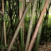 Bambu Phyllostachys glauca yunz