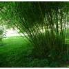 Bambu Phyllostachys rubromarginata