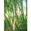 Bambu Phyllostachys rubromarginata