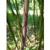 Bambu Phyllostachys rubromarginata