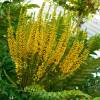 Mahonia bealei