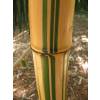 Bambu Phyllostachys vivax aureo.