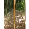 Bambu Phyllostachys vivax aureo.