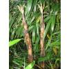 Bambu Phyllostachys vivax aureo.